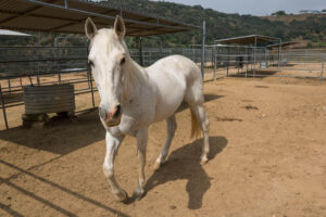 a white horse in a pen