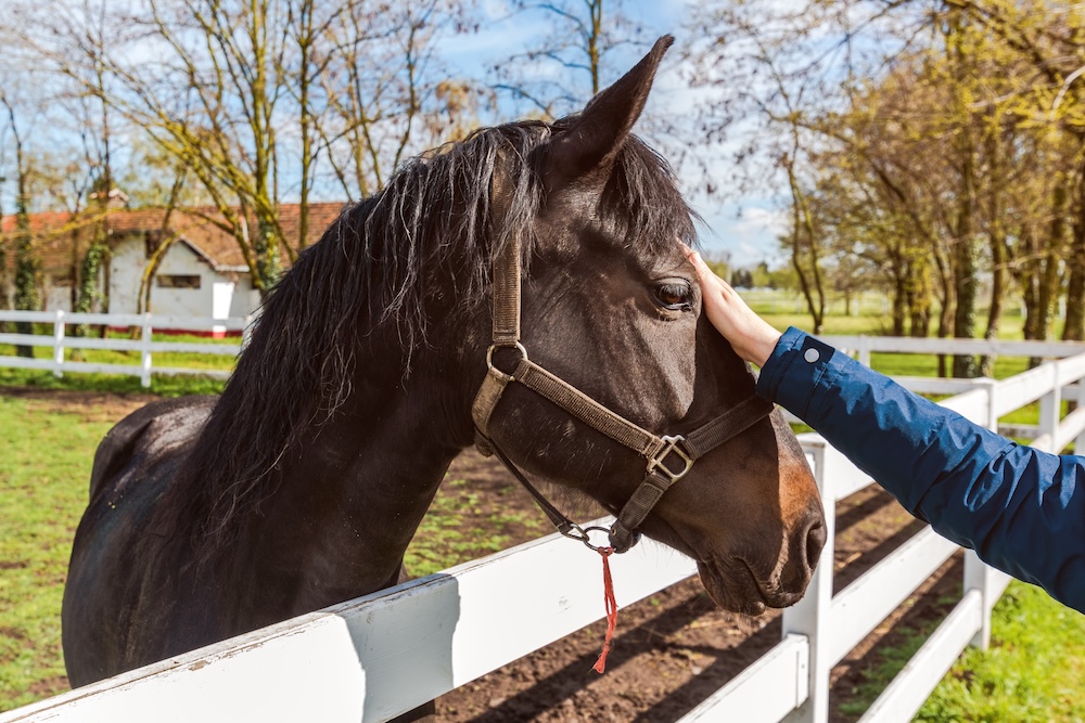 Residential Trauma Program Supportive Animals Horses Benchmark Transitions