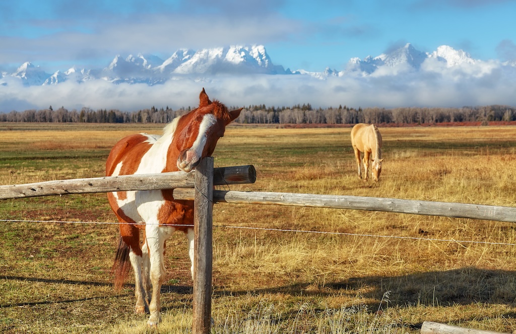 Horses grazing on pasture with blue sky and nature in the background.