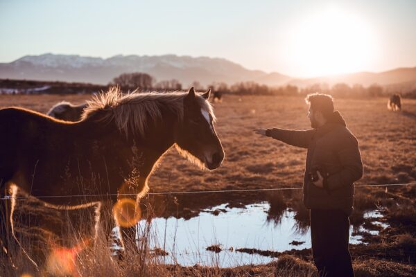 Side view of man touching a horse pasturing on meadow near water puddle