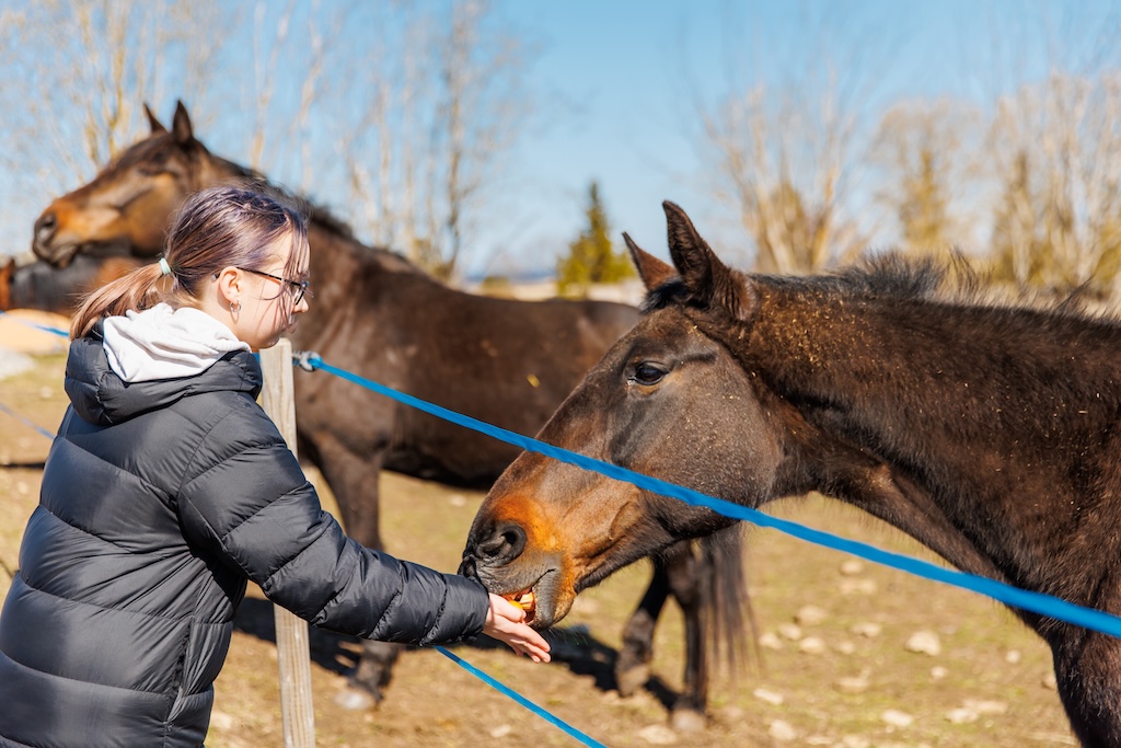 Young woman feeding a horse.